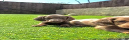 Miniature Dachshund dogs for sale: KC REGISTERED Long haired miniature dachshunds  - Advert 10