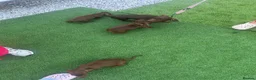 Miniature Dachshund dogs for sale: Minuture dachshund ready to leave - Advert 10