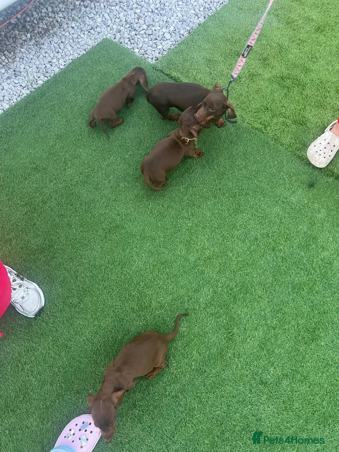 Miniature Dachshund dogs for sale: Minuture dachshund ready to leave - Advert 10