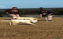German Shepherd dogs for sale: Sisters  - Image 2