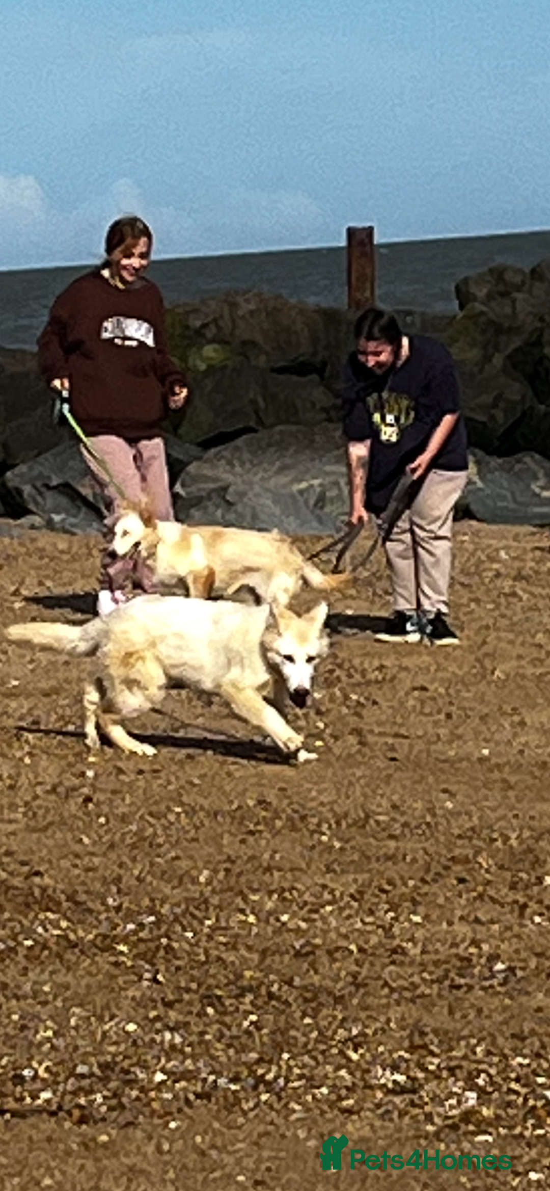 German Shepherd dogs for sale: Sisters  - Image 2