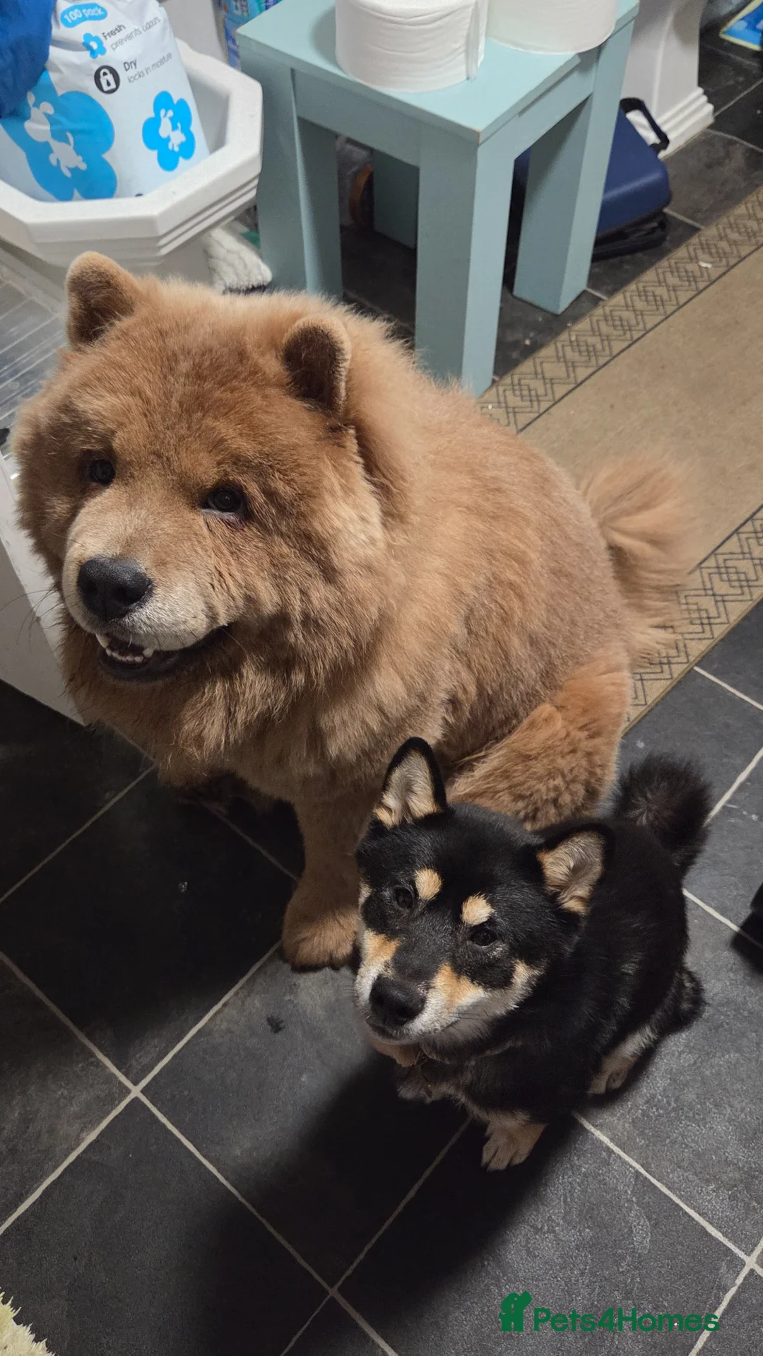Mixed Breed dogs for sale: Chowba- Shiba Inu and Chow Chow cross in Gloucester - Advert 8