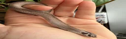 Snake reptiles for sale: Various Western Hognose Hatchlings - Advert 6