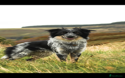 Border Collie dogs for sale: Unique Tri colour and piebald Border Collies  - Image 20