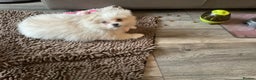 Mixed Breed dogs for sale: Malti-Pom Puppies - £1200 - 3 Left - Advert 21