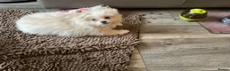 Mixed Breed dogs for sale: Malti-Pom Puppies - £1200 - 3 Left - Advert 29