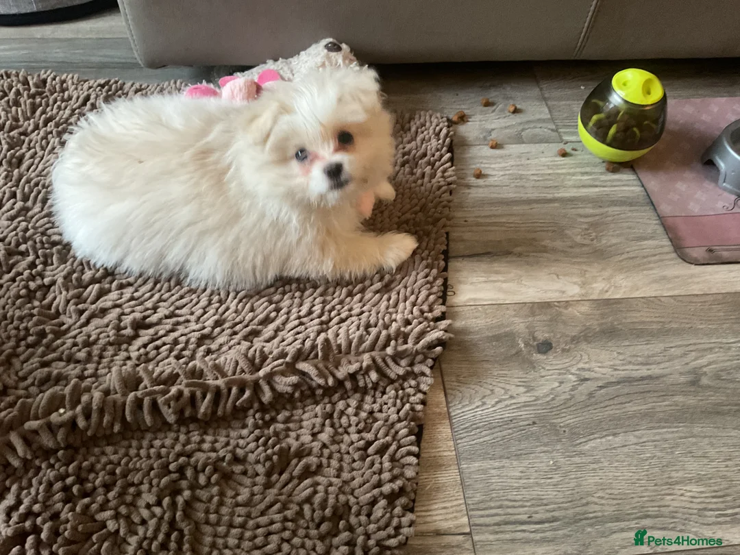 Mixed Breed dogs for sale: Malti-Pom Puppies - £1200 - 3 Left - Advert 29