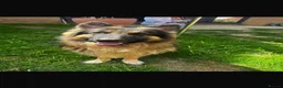German Shepherd dogs for sale: German Shepherd – 2 Years Old – - Advert 1