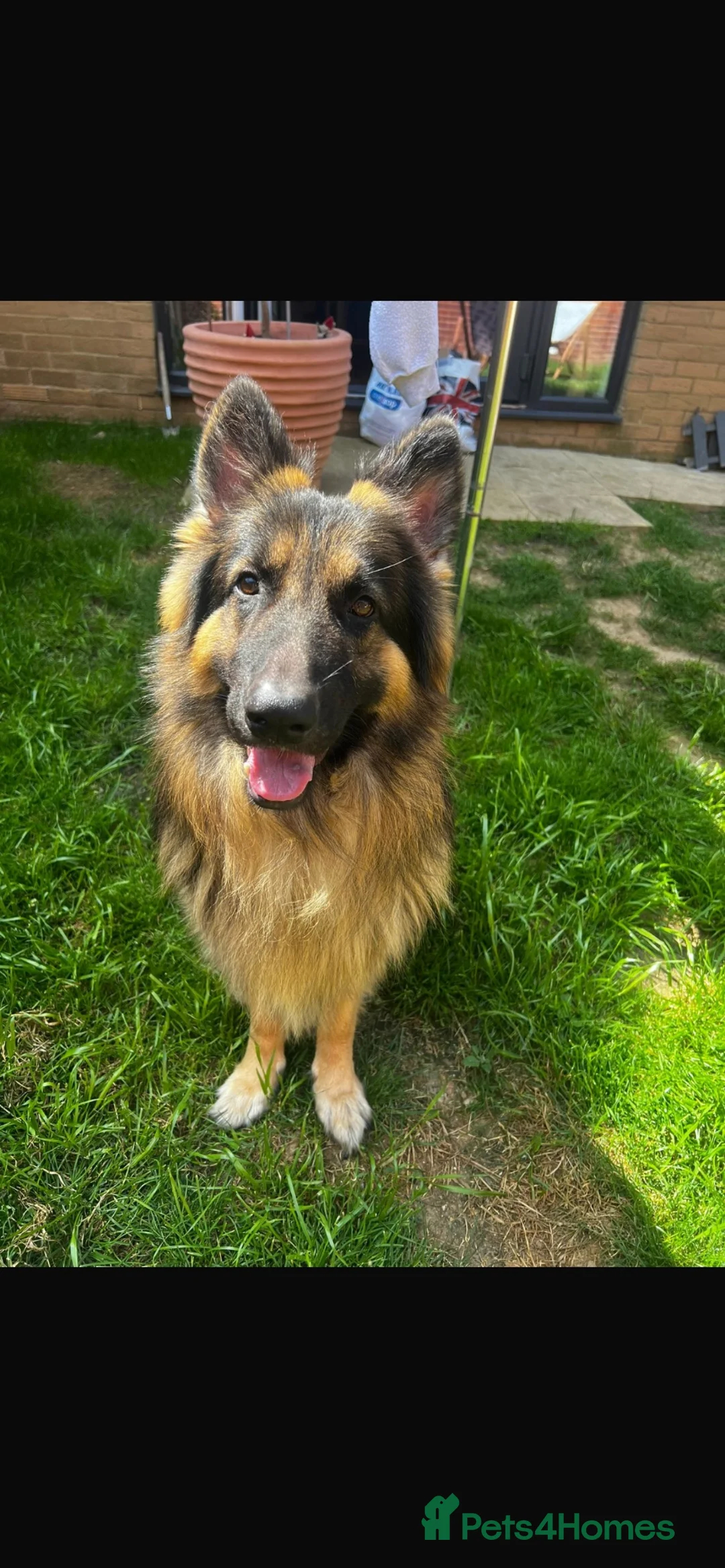 German Shepherd dogs for sale: German Shepherd – 2 Years Old – - Advert 1