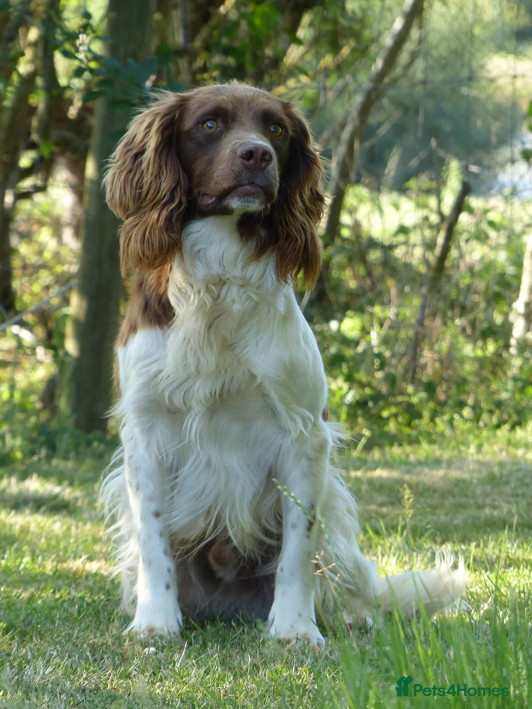 English Springer Spaniel dogs for stud: ACE SPIRIT ONE OF ELISHADE  in Tonbridge - Advert 14