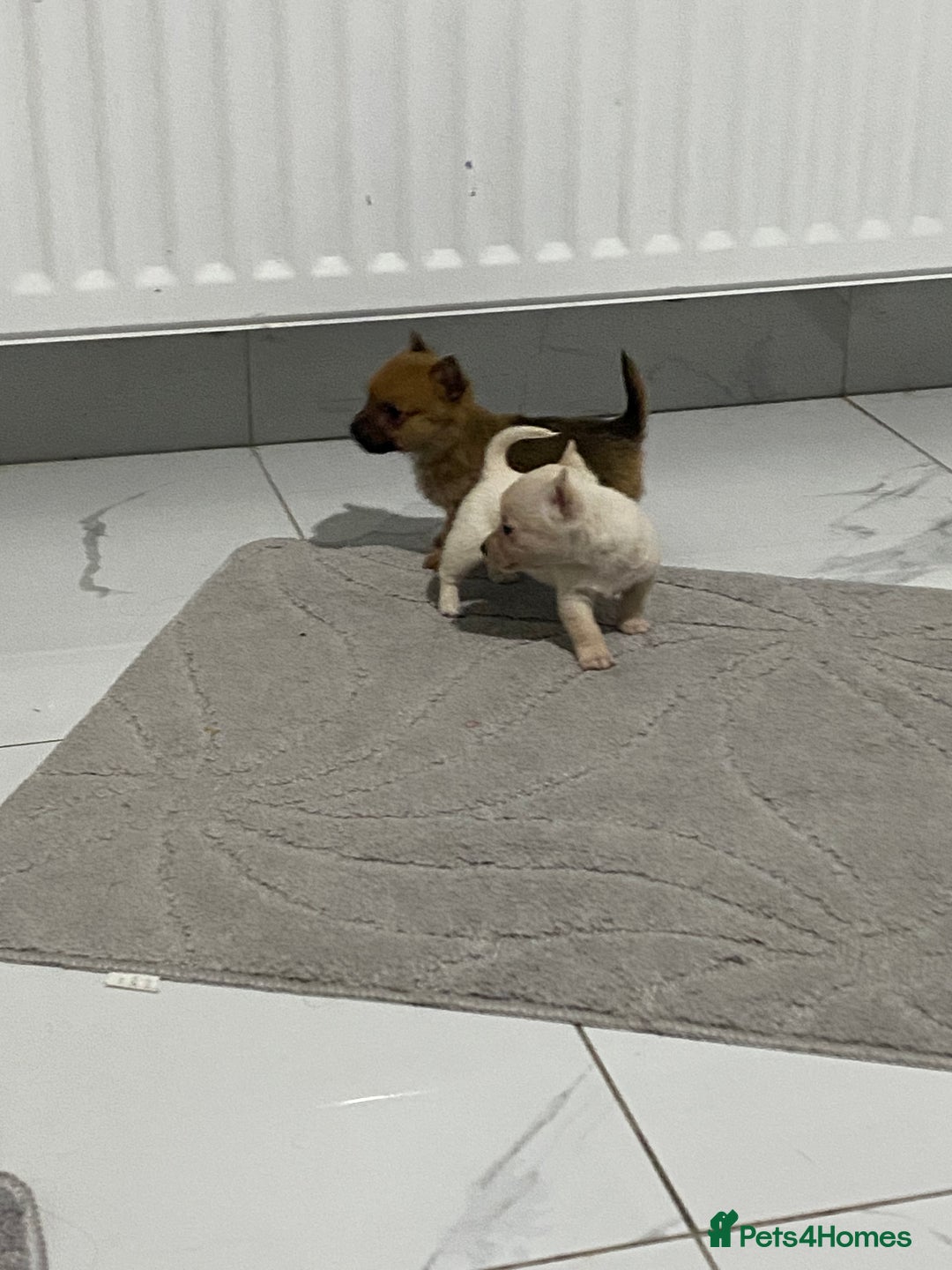 Chihuahua dogs for sale: 3 beautiful chihuahua puppies  - Advert 11