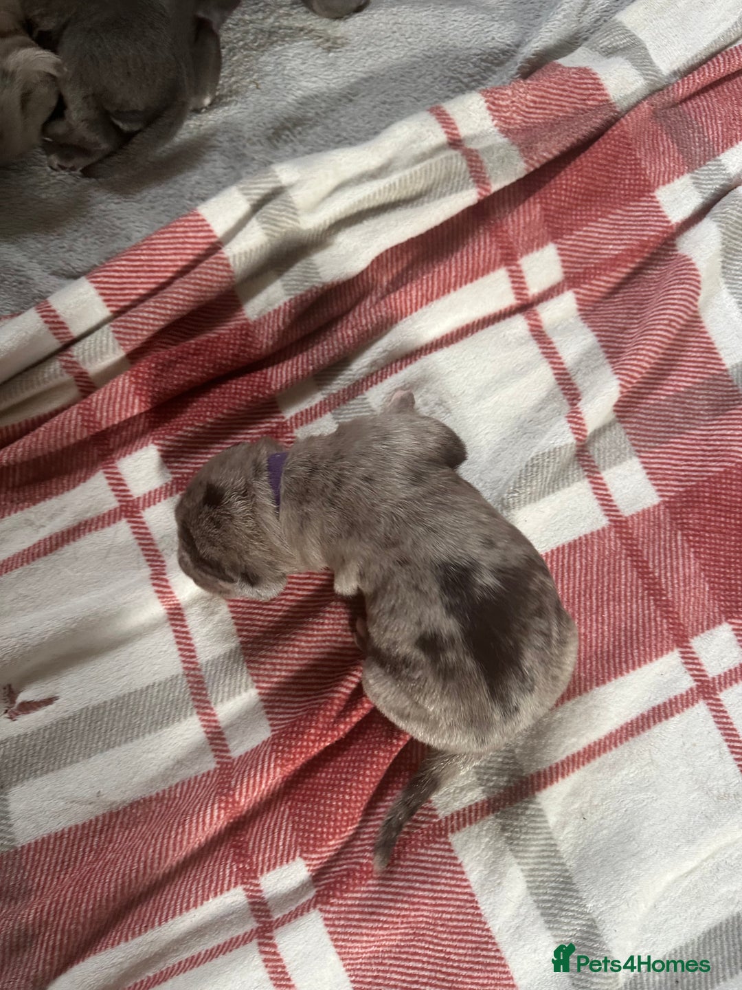 Cane Corso dogs for sale: Proudly presenting - Image 9