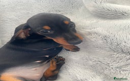 Dachshund dogs for sale: KC Reg Mini Smooth Pups (just two left) Black&Tan - Image 7