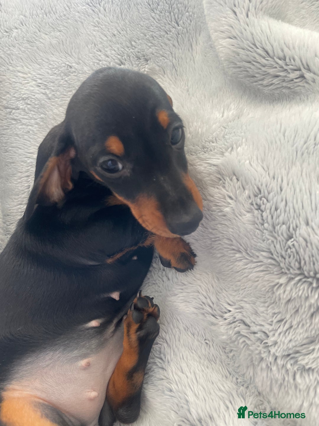Dachshund dogs for sale: KC Reg Mini Smooth Pups (just two left) Black&Tan - Image 7