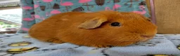 Guinea Pig rodents for sale: Young Adult Teddy Sow/Retired Young Adults  - Advert 15