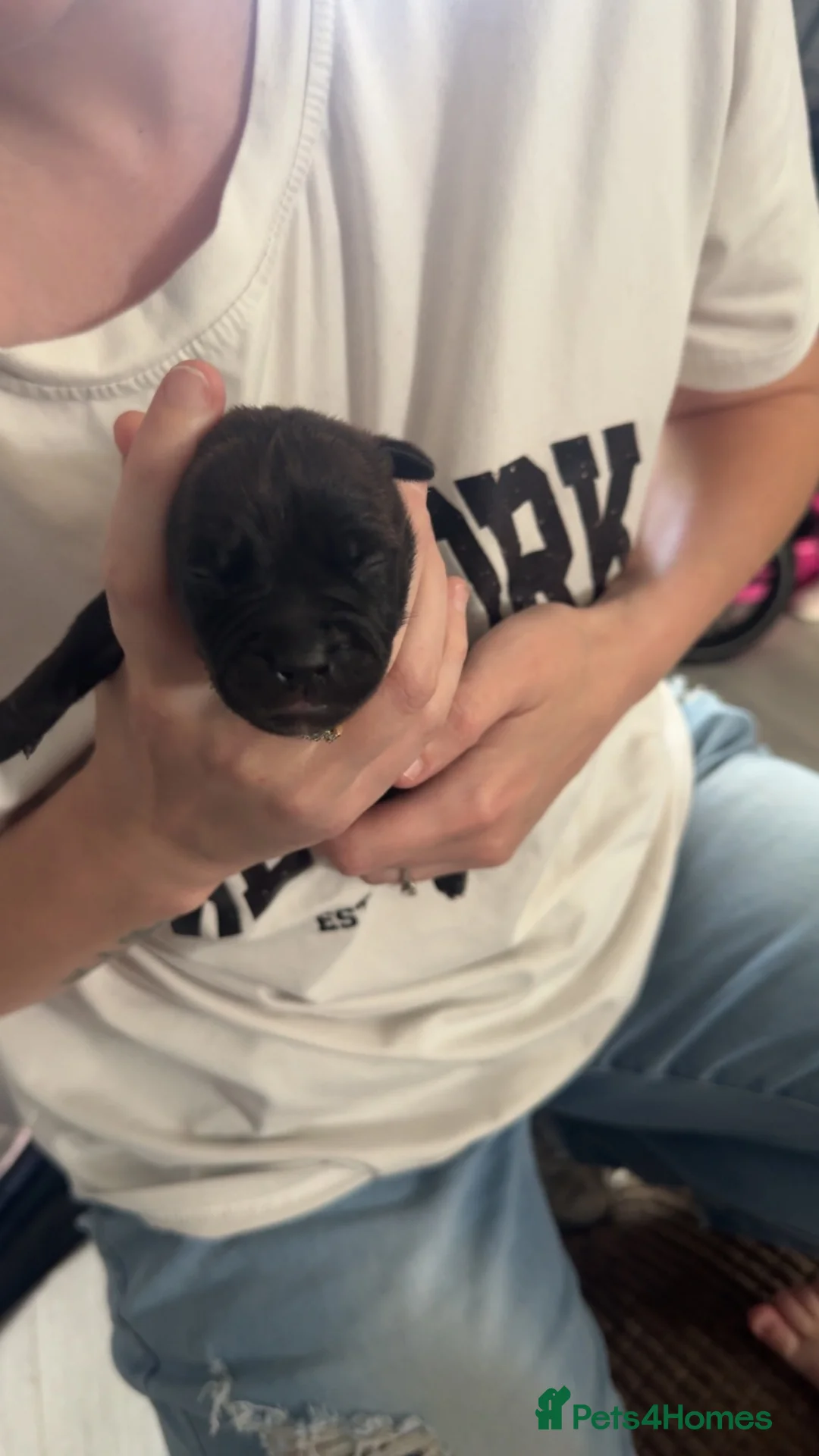 Staffordshire Bull Terrier dogs for sale: Puppies  - Advert 9