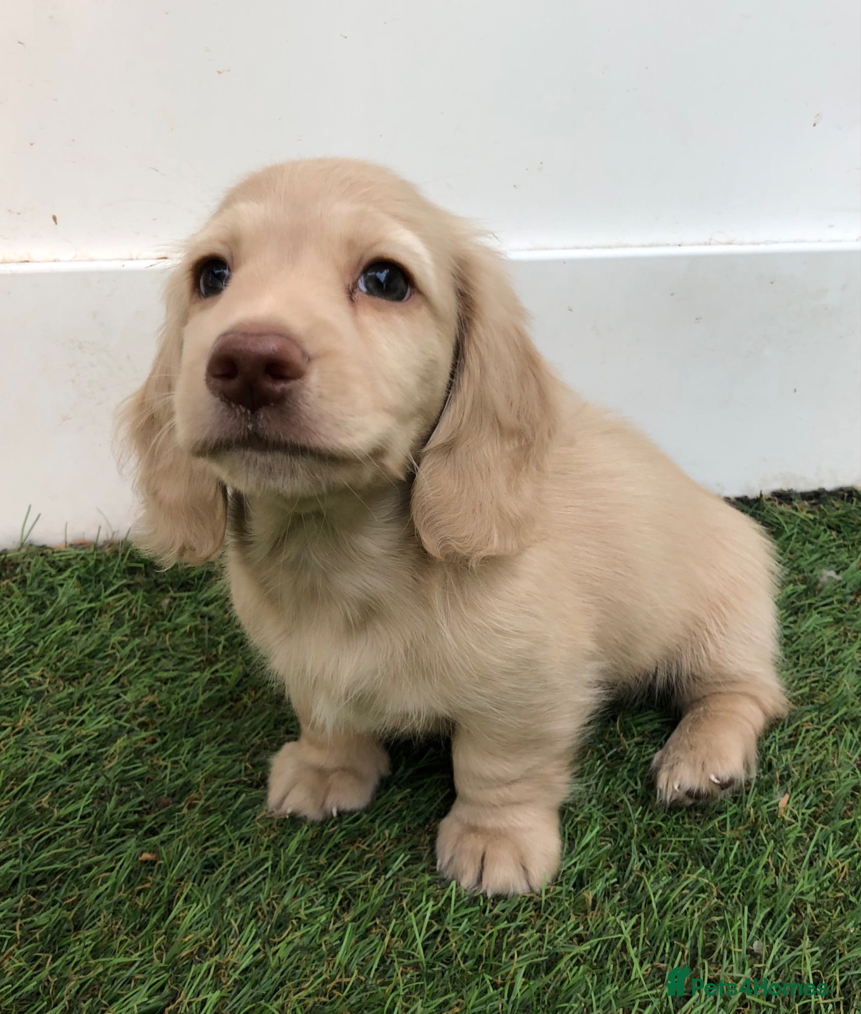Miniature Dachshund dogs Miniature Longhaired cream dachshund  puppies - Advert 2