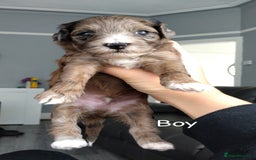 Poochon dogs for sale: Poochons  - Image 9