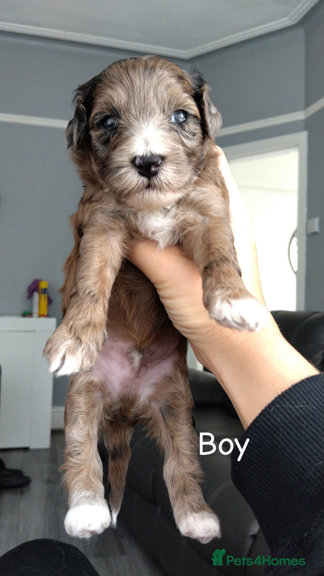 Poochon dogs for sale: Poochons  - Image 9