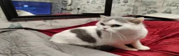 Scottish Fold cats for sale: Scottish fold queen - Advert 5