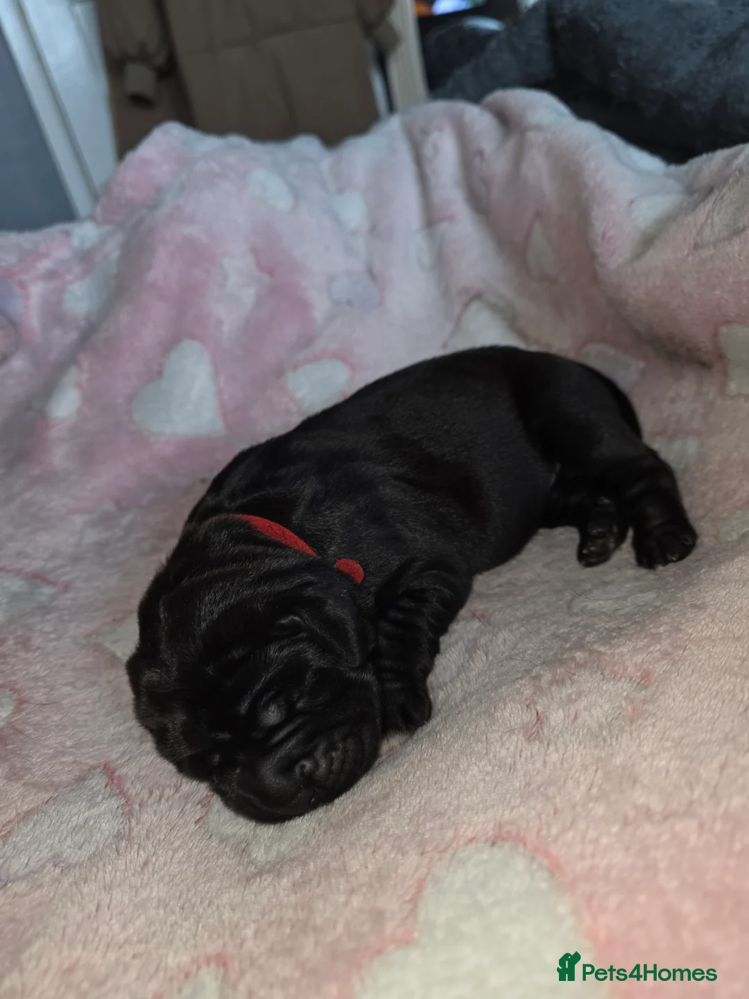 Cane Corso dogs for sale: Cane corso puppies - Advert 9