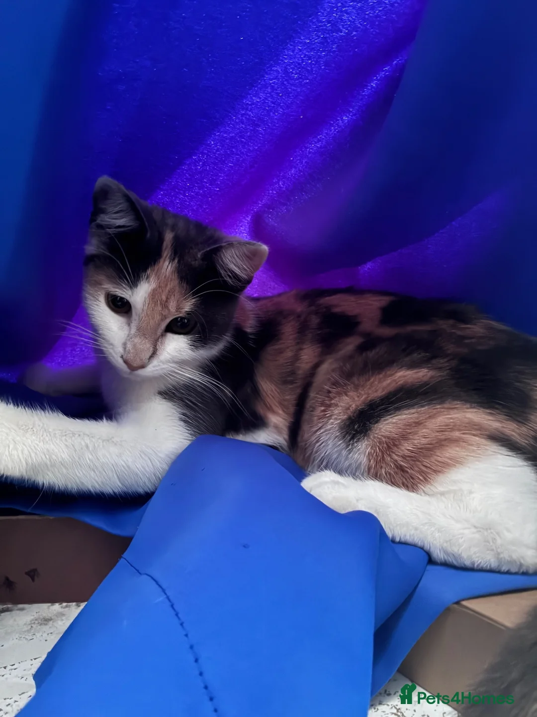 Domestic Shorthair cats for sale: Cat for sale super sweet - Advert 1
