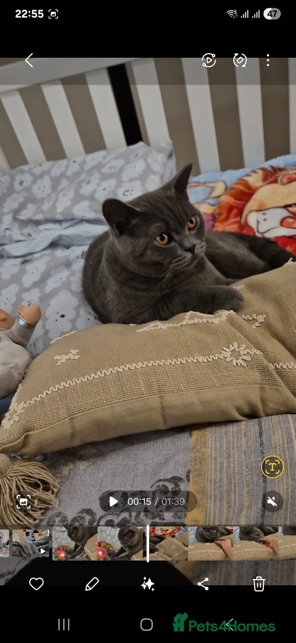 British Shorthair cats British shorthair  - Advert 16