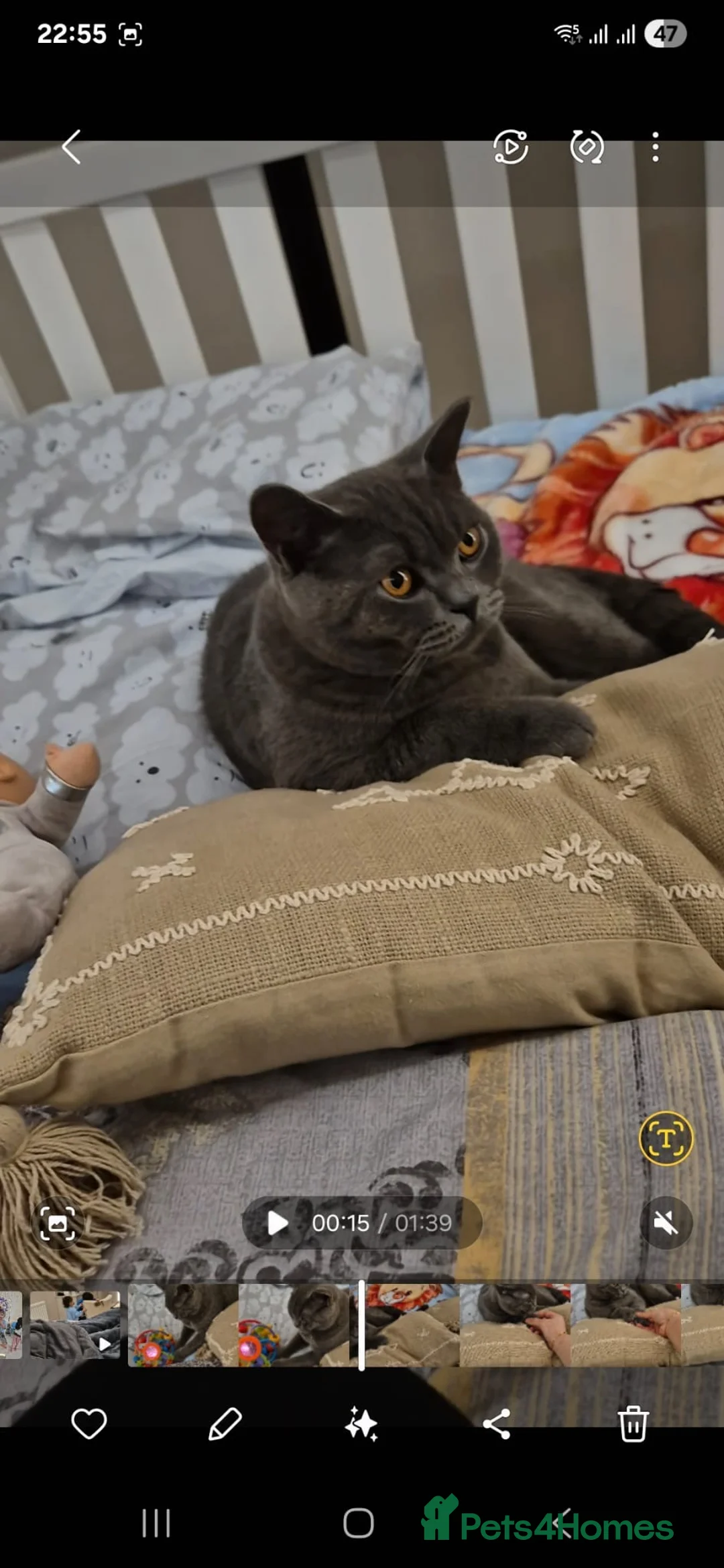 British Shorthair cats for sale: British shorthair  - Advert 1