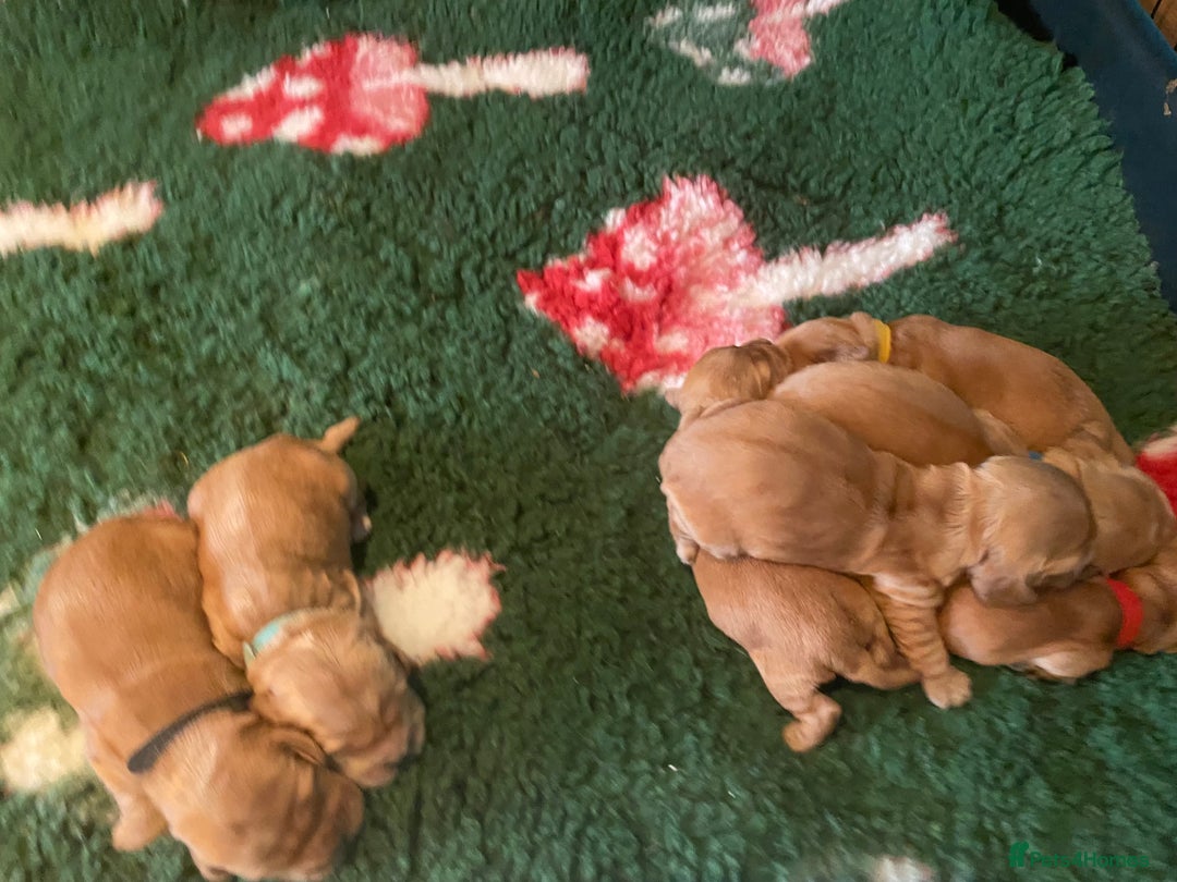 Cocker Spaniel dogs for sale: KC Reg Show Type Golden Cocker Spaniel puppies - Image 5