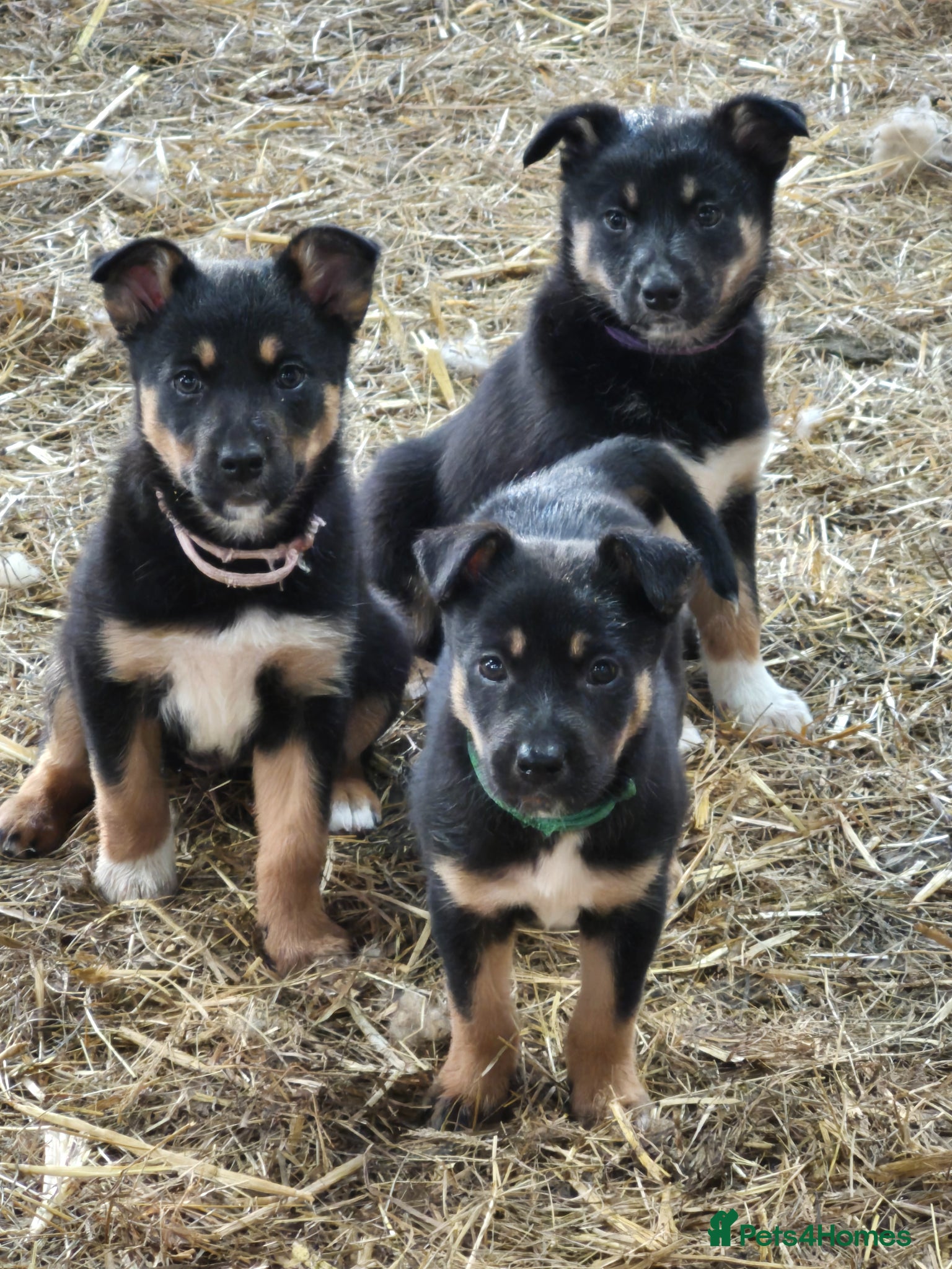 Mixed Breed dogs Working collie x kelpie puppies  - Advert 1