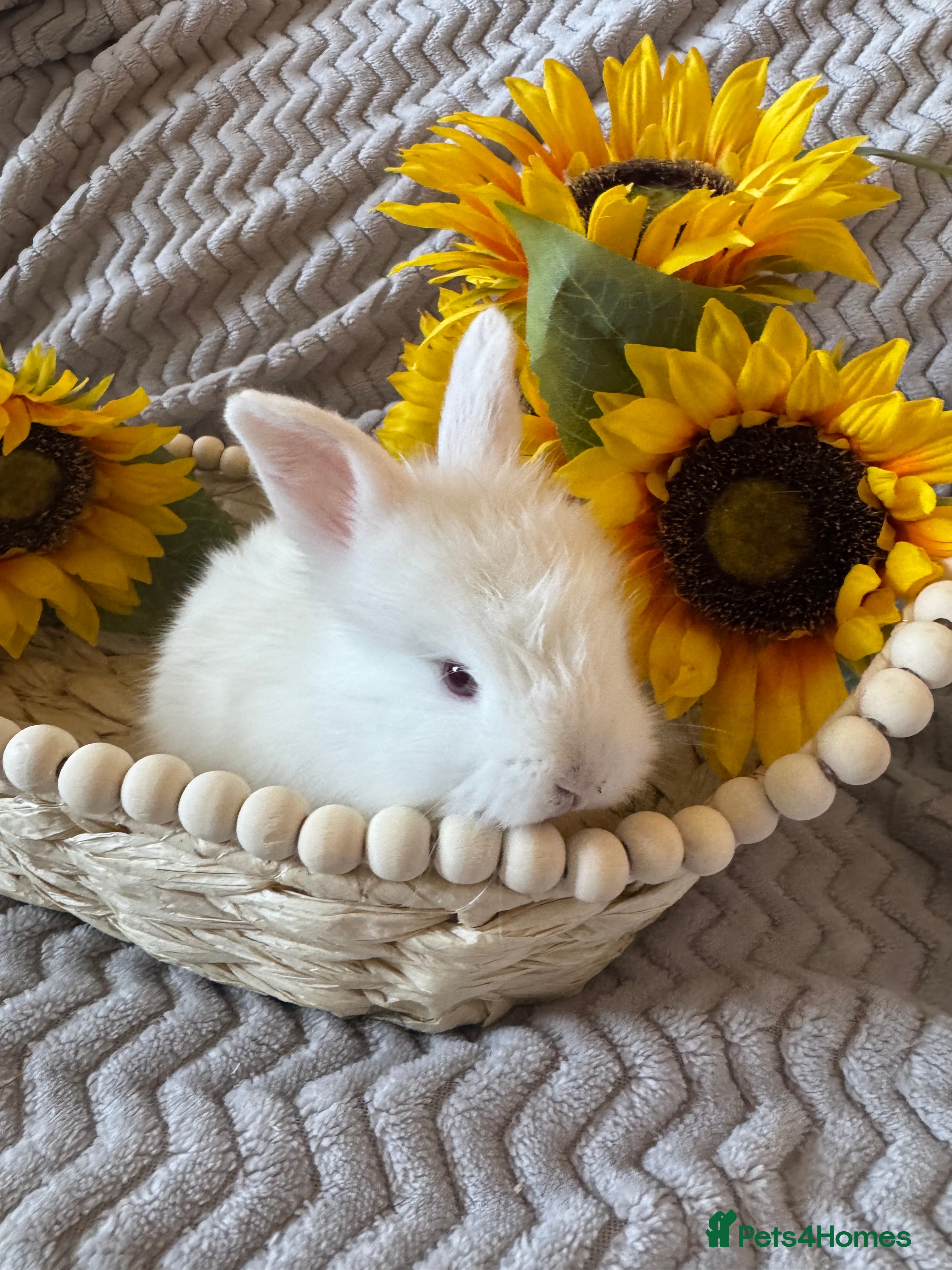 Angora rabbits ✨Angora x Lionhead✨ - Advert 1