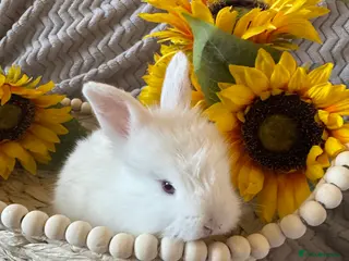 Angora rabbits ✨Angora x Lionhead✨ - Advert 1