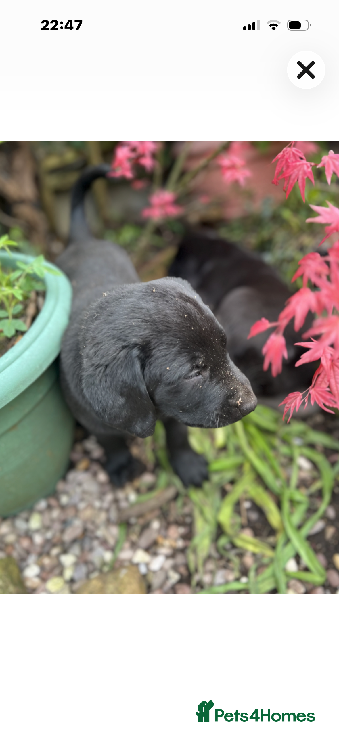 Labrador Retriever dogs Adorable labrador puppies black and gold - Advert 15