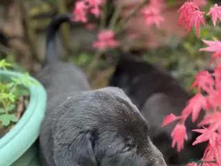 Labrador Retriever dogs Adorable labrador puppies black and gold - Advert 14