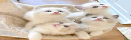 Ragdoll cats for sale: READY NOW *** INDOOR FULL PEDIGREE RAGDOLL KITTENS - Advert 5