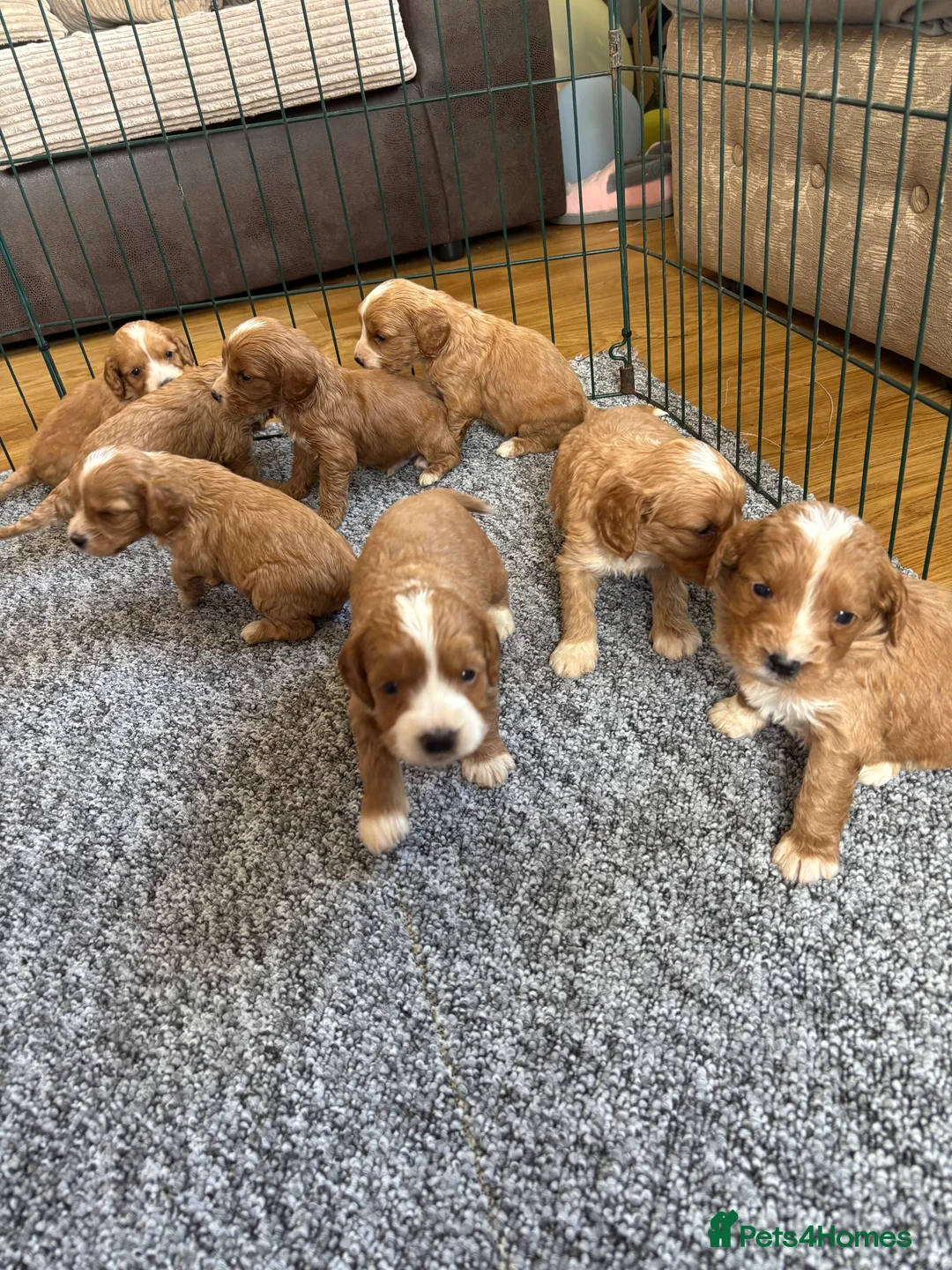 Cockapoo dogs for sale: Beautiful F1 cockapoo’s for sale - Advert 3