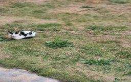 Domestic Shorthair cats for sale: Female kittens - Image 13