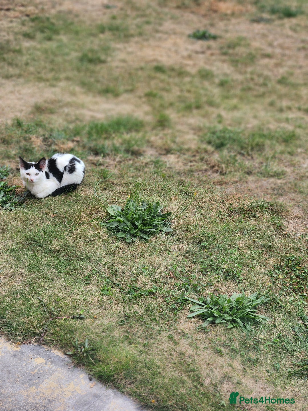 Domestic Shorthair cats for sale: Female kittens - Image 13