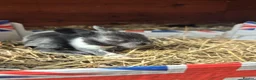 Lionhead rabbits for sale: Double Mane Lionhead Bunnies  - Advert 4
