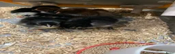 Chickens poultry for sale: Black Jersey Giants Chicks - Advert 3