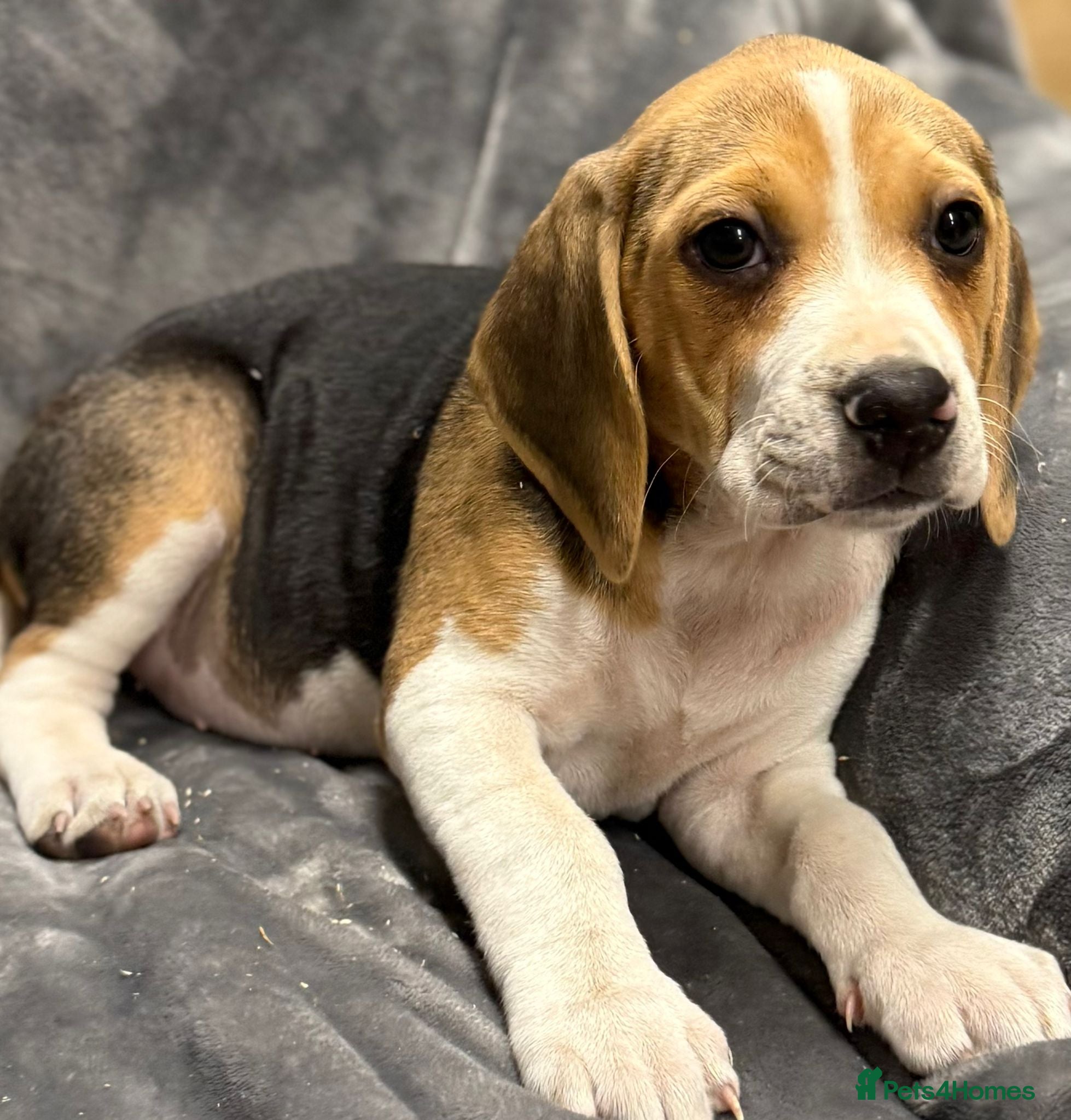 Beagle dogs 6 girl beagle pups waiting for their forever home - Advert 2