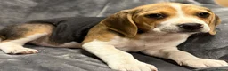 Beagle dogs for sale: 6 girl beagle pups waiting for their forever home in Treharris - Advert 2