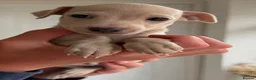 Italian Greyhound dogs for sale: 🐾Stunning cream kc registered iggys🐾 - Advert 33