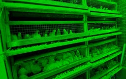 Quail poultry for sale: Quail cages and quails - Image 1