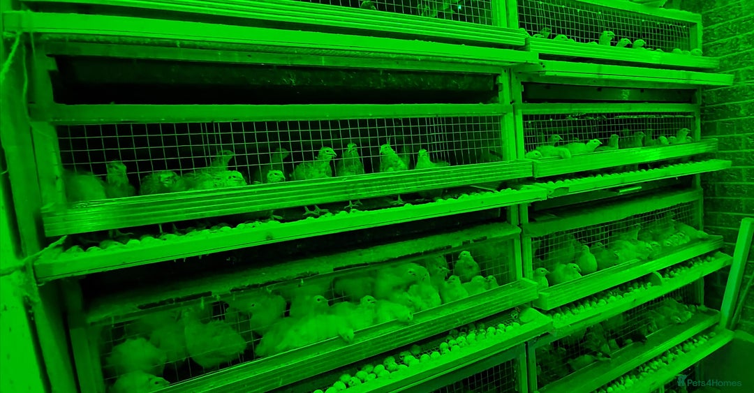 Quail poultry for sale: Quail cages and quails - Image 1