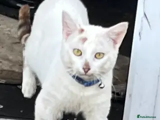 Turkish Angora cats 🐾 Stunning Mixed Turkish Angora Male 🐾 - Advert 8