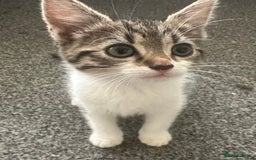 Mixed Breed cats for sale: 6 kittens for sale - Image 5