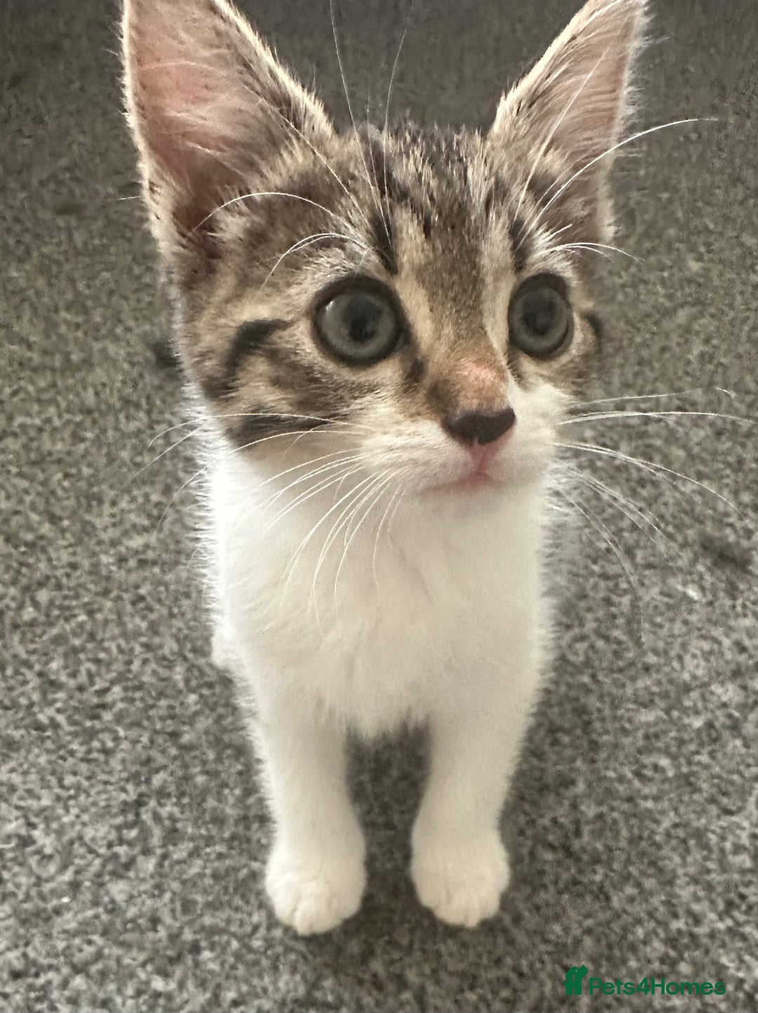 Mixed Breed cats for sale: 6 kittens for sale - Image 5