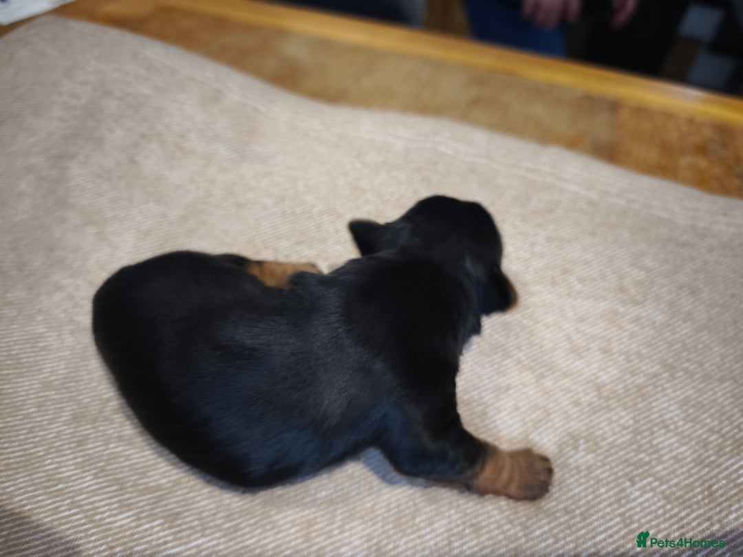 Yorkshire Terrier dogs for sale: Adorable Yorkshire Terrier Puppies. - Image 12