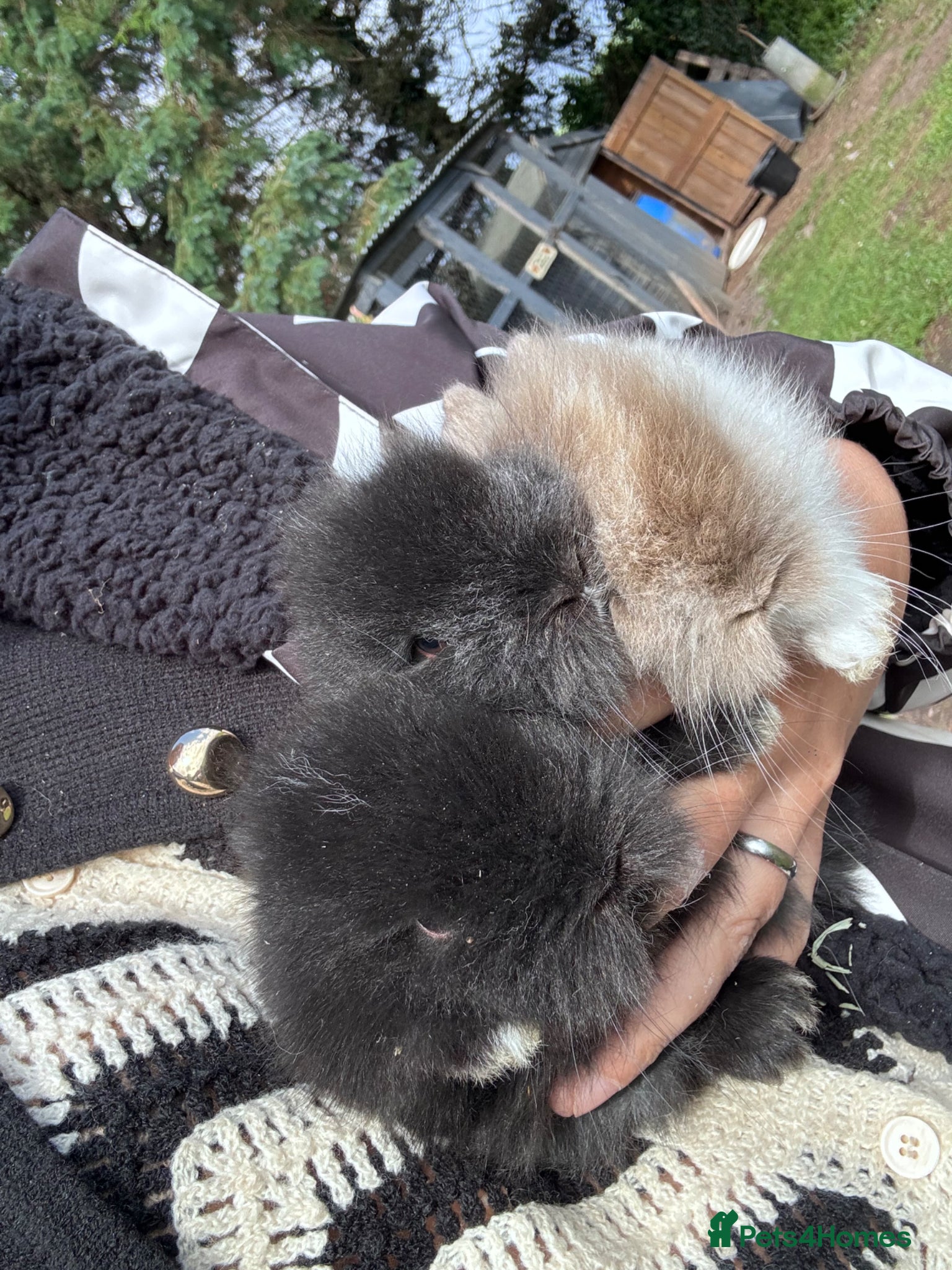 Lionhead rabbits for sale: Stunning lion head bunnies for sale  - Advert 8
